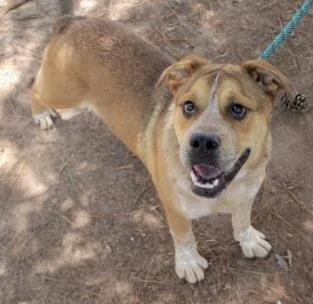 An adult medium-sized male American Bulldog dog named Biggie for adoption in Washington, DC