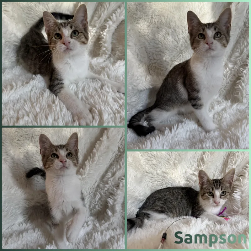 A baby small-sized male Tabby (Buff / Tan / Fawn) Extra-Toes Cat / Hemingway Polydactyl cat named Sampson for adoption in Louisville, KY
