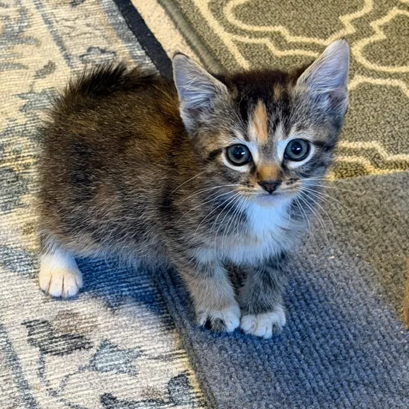 A baby small-sized female Torbie Domestic Short Hair cat named Second Mightiest for adoption in Fredericksburg, VA