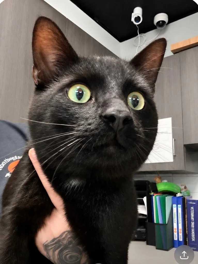 A young medium-sized male Domestic Short Hair cat named Gollum for adoption in Huntington, IN