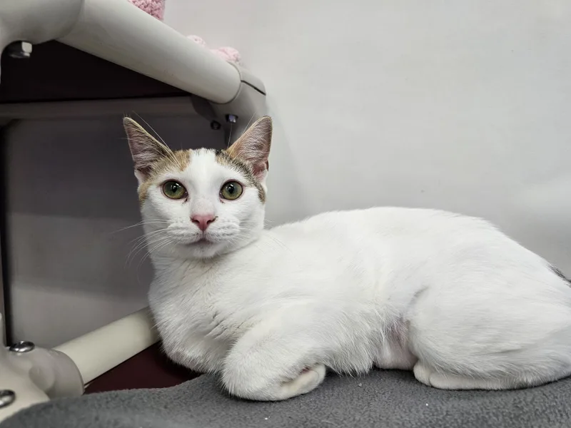 A baby medium-sized female Domestic Short Hair cat named Jeri for adoption in Dunkirk, NY
