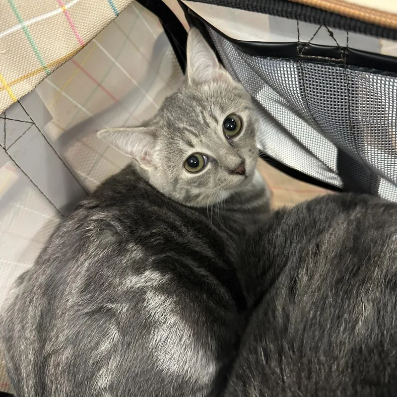 A baby small-sized female Gray / Blue / Silver Domestic Short Hair cat named Hola for adoption in Greensboro, NC
