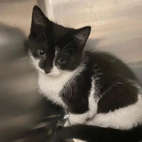 A baby small-sized female Black Domestic Short Hair cat named Kira for adoption in Dayton, OH