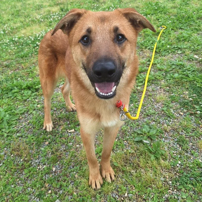 An adult large-sized male Golden Mixed Breed dog named Termite for adoption in Cape Girardeau, MO