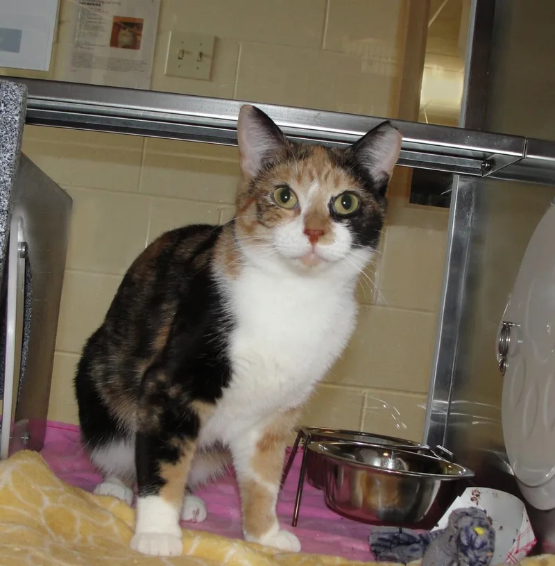 A young medium-sized female Orange / Red Domestic Short Hair cat named Carol for adoption in Plover, WI