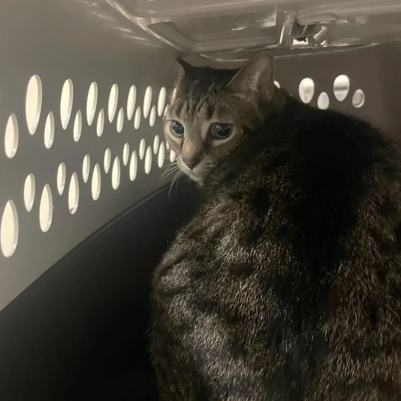 A senior large-sized male Brown / Chocolate Domestic Short Hair cat named Weston for adoption in Lynchburg, VA