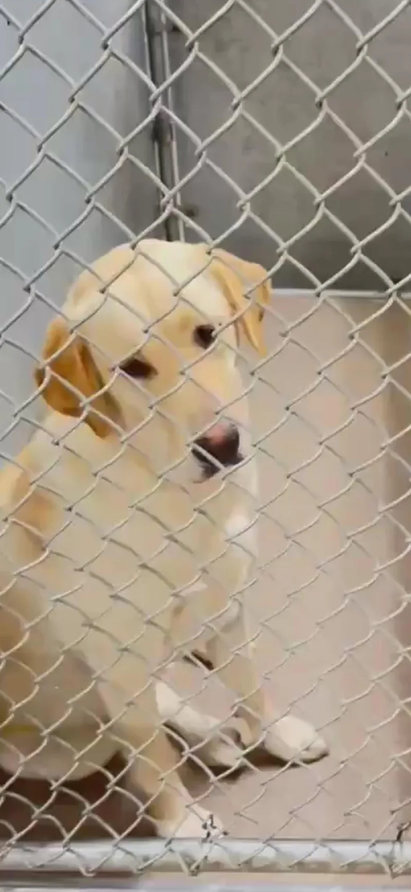 An adult medium-sized female Labrador Retriever dog named Sunny for adoption in San Diego, CA
