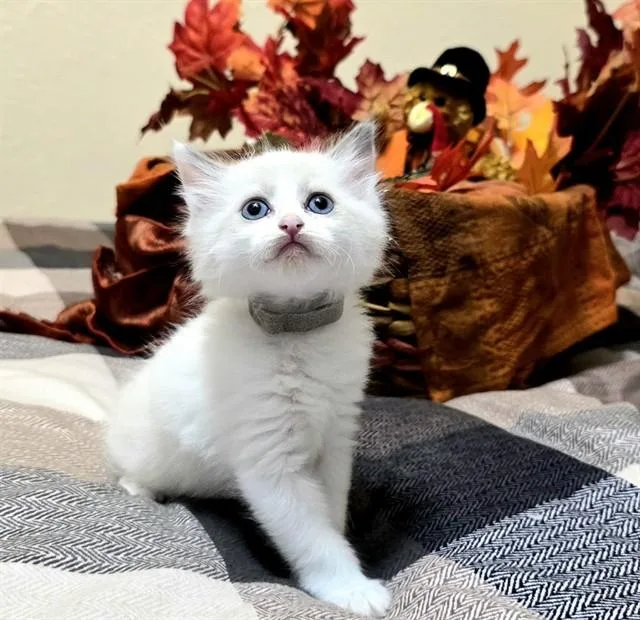 A baby small-sized male Domestic Short Hair cat named Latte for adoption in Pueblo, CO