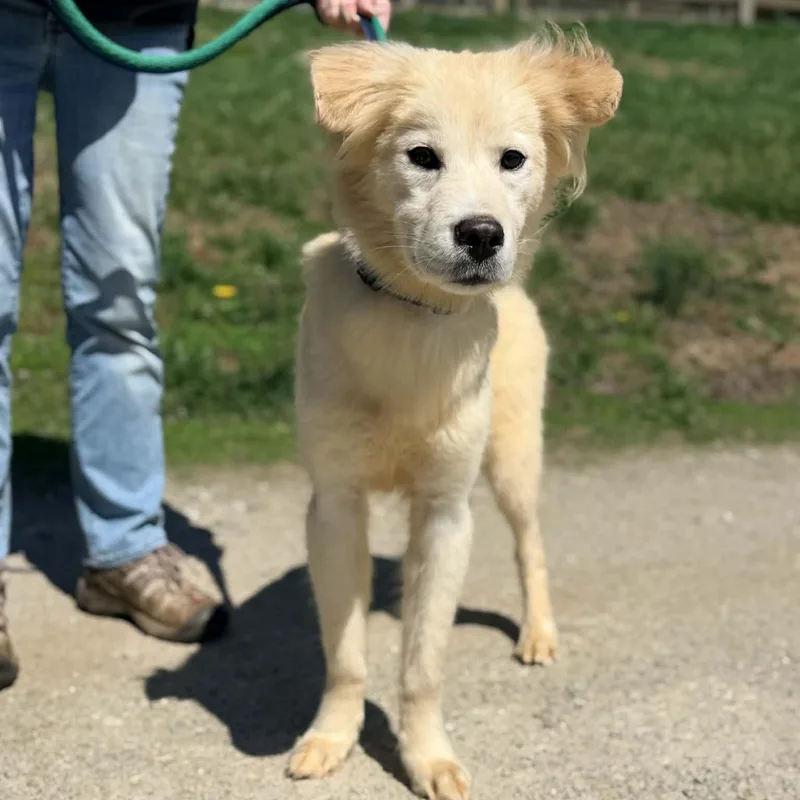 A young medium-sized male White / Cream Golden Retriever dog named Spot for adoption in Phoenixville, PA