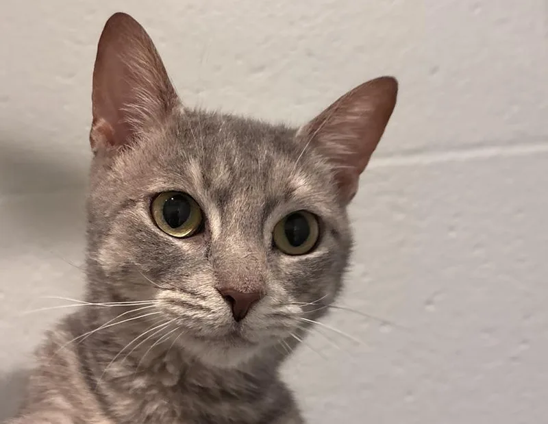 An adult medium-sized female Tabby (Gray / Blue / Silver) Domestic Short Hair cat named Lucy Gray for adoption in Columbus, IN