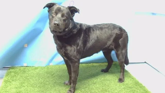 A young medium-sized male Labrador Retriever dog named Lobo for adoption in Gardena, CA