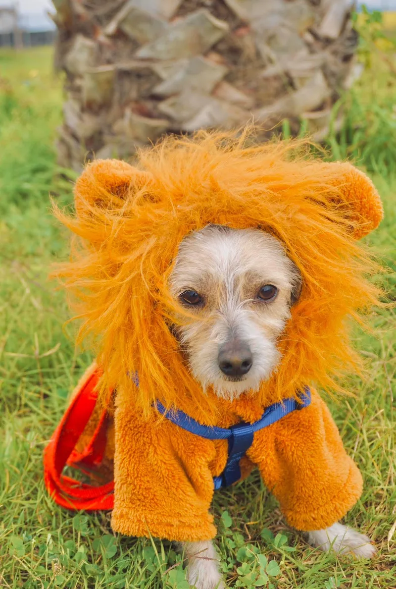 An adult small-sized male Chihuahua dog named Lukie for adoption in San Diego, CA