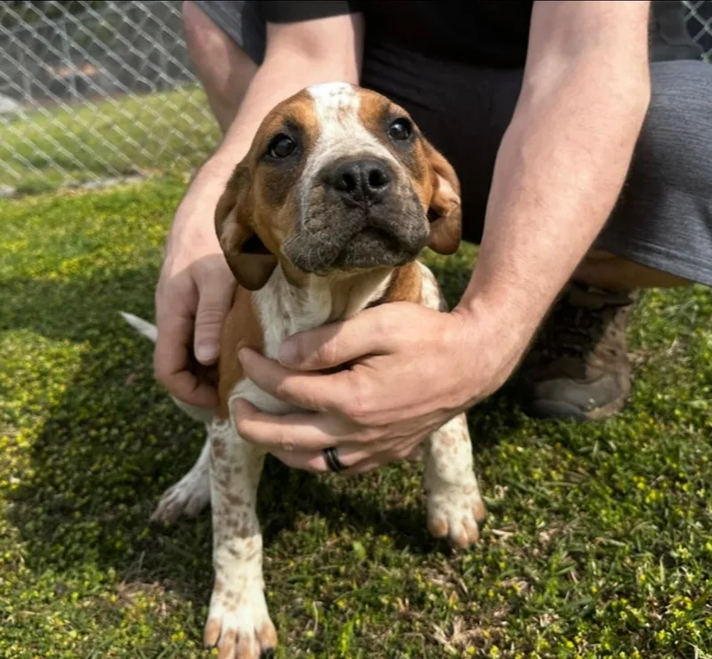 A young medium-sized female Brown / Chocolate Hound dog named Meadow for adoption in Orangeburg, SC