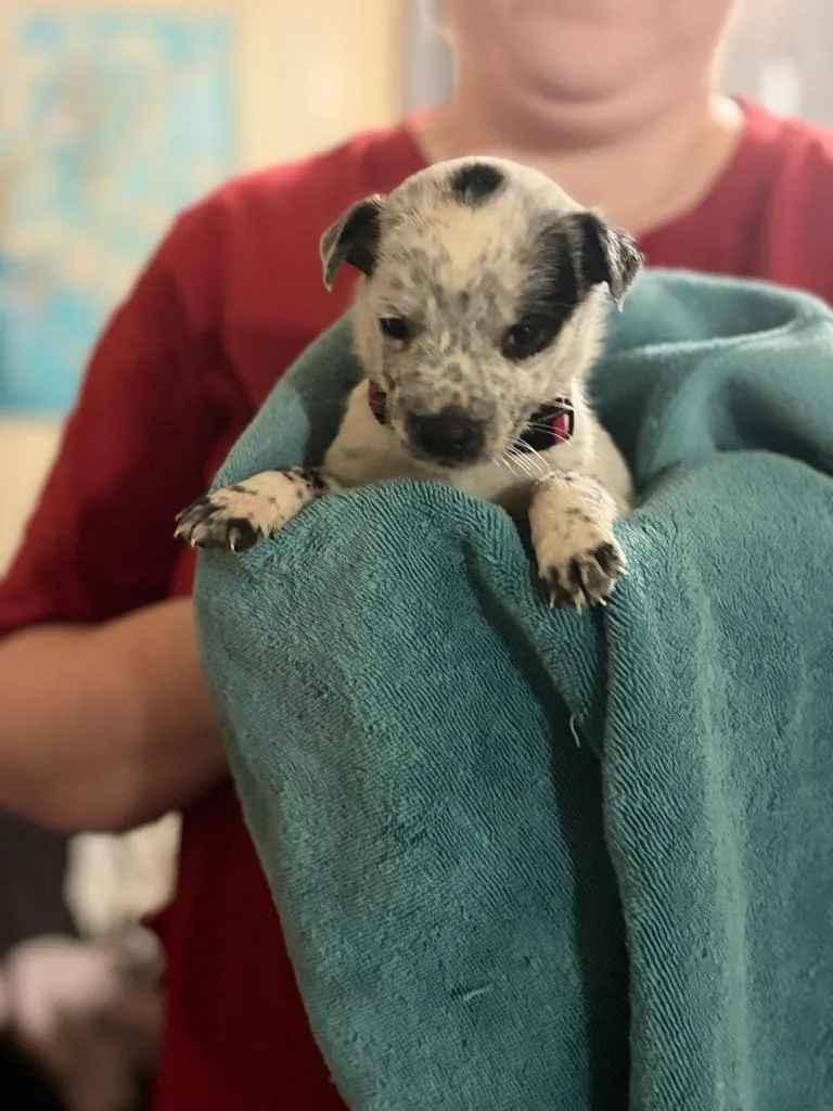 A baby medium-sized male Hound dog named Poet for adoption in Little Rock, AR