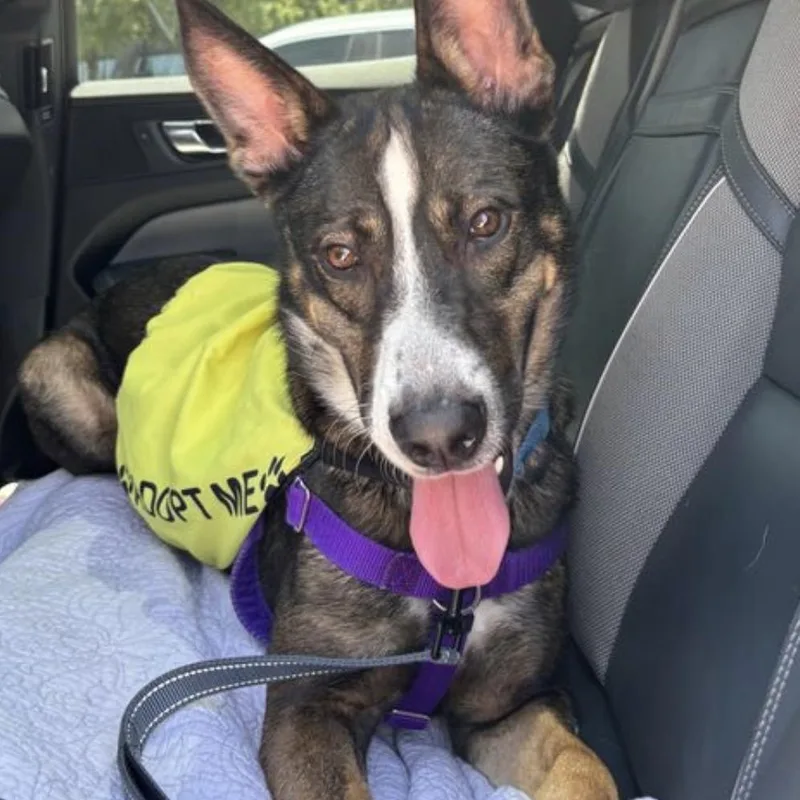 An adult large-sized male German Shepherd Dog dog named Ambrose for adoption in Krum, TX