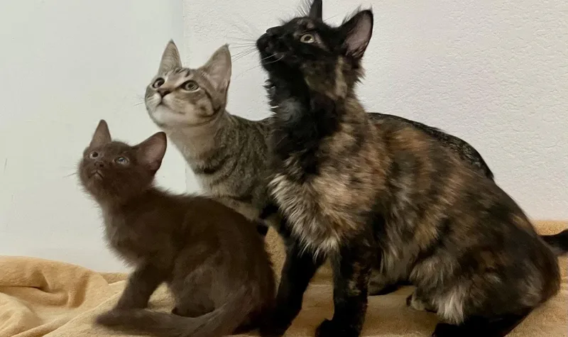 A baby small-sized male Brown / Chocolate Domestic Short Hair cat named Nemo for adoption in Walnut Creek, CA