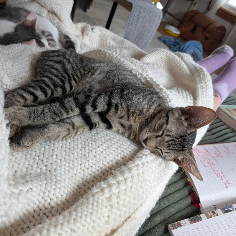 A baby small-sized female Domestic Short Hair cat named Ladybug for adoption in Bastrop, TX