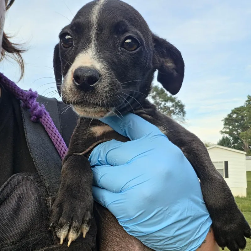 A baby small-sized female Pit Bull Terrier dog named Greens for adoption in Birmingham, AL