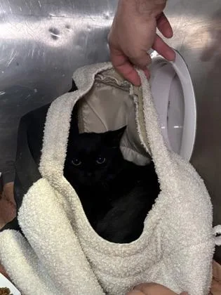 Shadow Freddy thumbnail 2