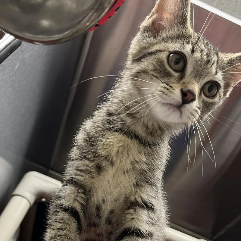 A baby small-sized male Gray / Blue / Silver Domestic Short Hair cat named Dokie for adoption in Detroit Lakes, MN
