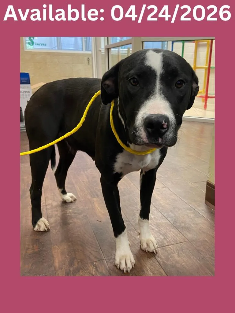 A young medium-sized female Pit Bull Terrier dog named Dog Kennel  Evie for adoption in Greenville, TX