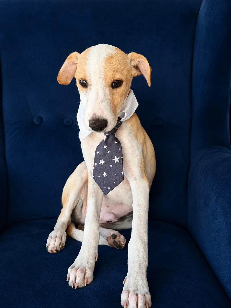 A baby medium-sized male White / Cream Greyhound dog named Merlot for adoption in Poway, CA