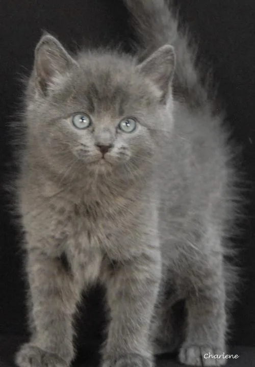 A baby medium-sized male Gray / Blue / Silver Domestic Short Hair cat named Moss for adoption in Newland, NC