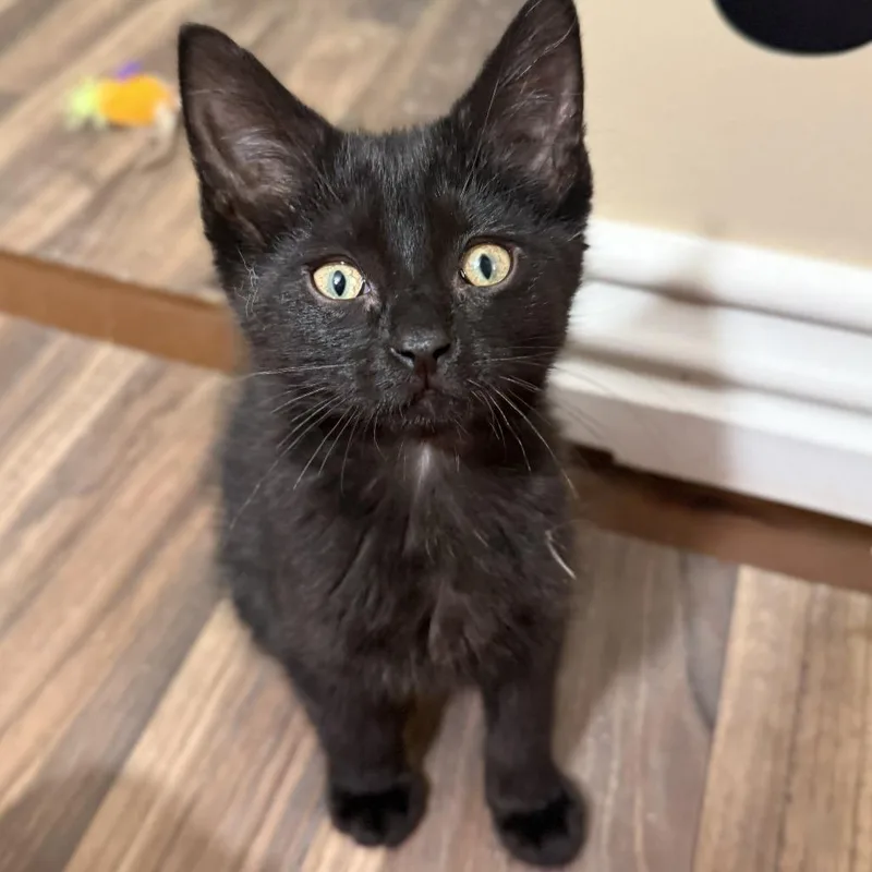 A baby small-sized male Black Domestic Short Hair cat named Ming for adoption in Wheeling, IL