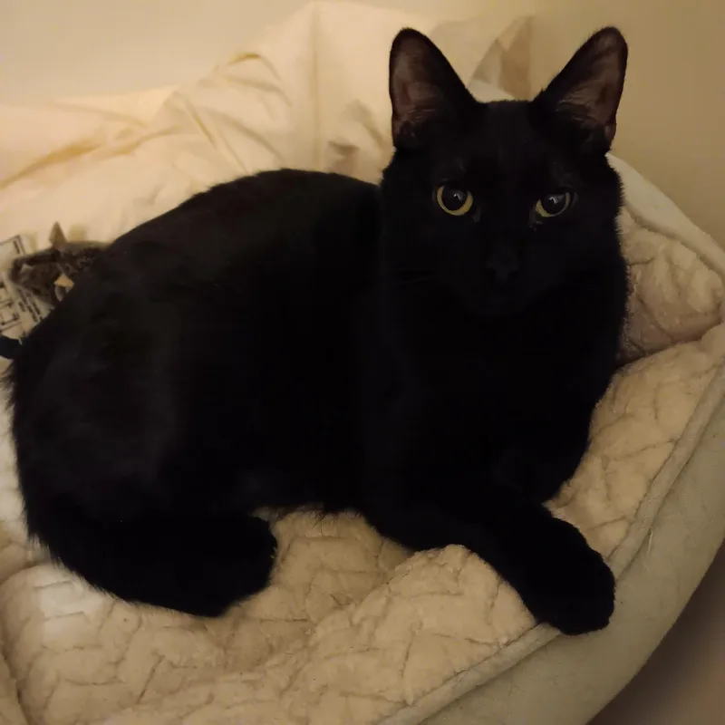 Holly And Ivy thumbnail 2