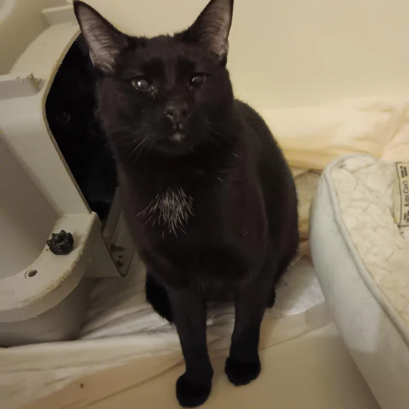 Holly And Ivy thumbnail 3