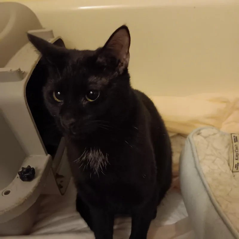 Holly And Ivy thumbnail 4