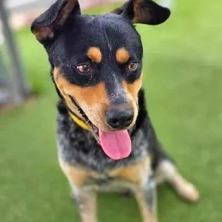 A young medium-sized male Black Mixed Breed dog named Seal for adoption in Galveston, TX