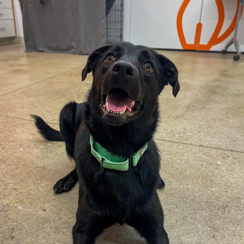 A young medium-sized female Black Border Collie dog named Butterfly for adoption in Bentonville, AR