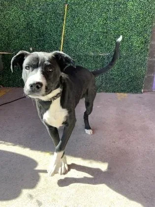 An adult medium-sized male Pit Bull Terrier dog named Chops for adoption in El Paso, TX