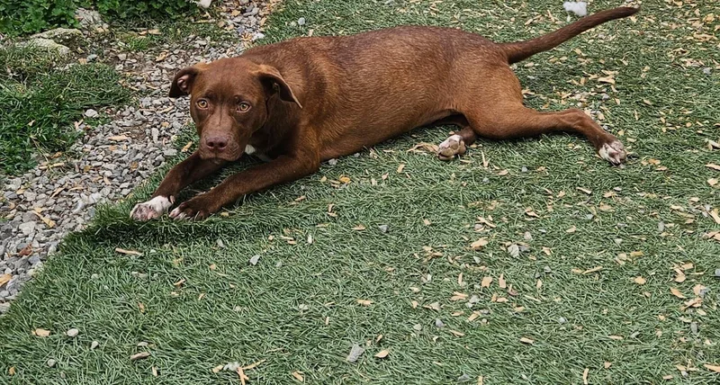 A baby medium-sized female Brown / Chocolate Hound dog named Jade Zoom for adoption in Andover, MA