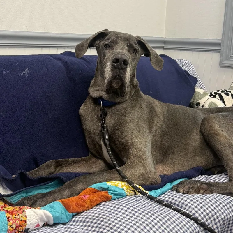 A senior extra large-sized male Gray / Blue / Silver Great Dane dog named Odin for adoption in Birdsboro, PA