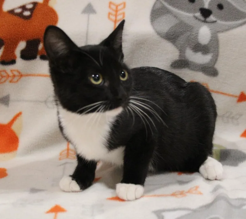 A baby medium-sized female Domestic Short Hair cat named Rio for adoption in Vacaville, CA