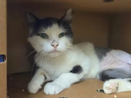 A young medium-sized male Domestic Short Hair cat named Squeak for adoption in Westland, MI
