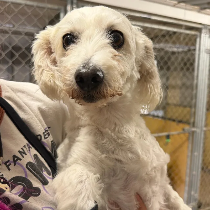 An adult small-sized male Miniature Poodle dog named Glenn for adoption in Sonoma, CA