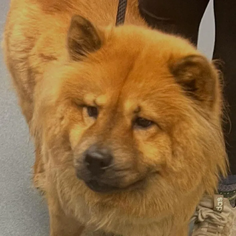 An adult small-sized female Red / Chestnut / Orange Chow Chow dog named Cardi for adoption in Fredericksburg, VA