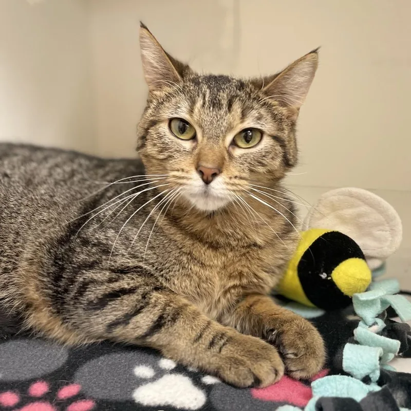 A young medium-sized female Brown / Chocolate Domestic Short Hair cat named Meek for adoption in Champaign, IL