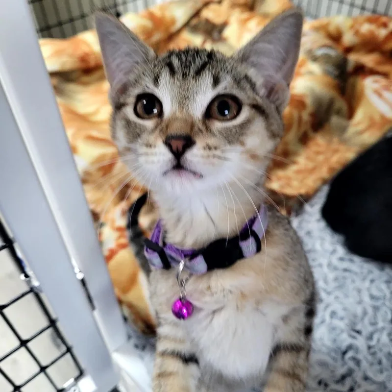 A baby small-sized male Domestic Short Hair cat named Purple Toby for adoption in Allyn, WA