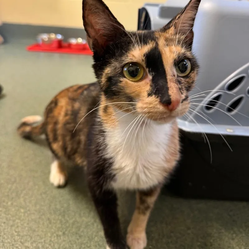 An adult medium-sized female Orange / Red Domestic Short Hair cat named Bliss for adoption in Naples, FL