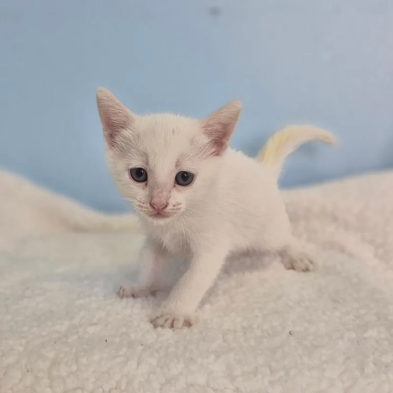 A baby small-sized female White Domestic Short Hair cat named To for adoption in Wahiawa, HI