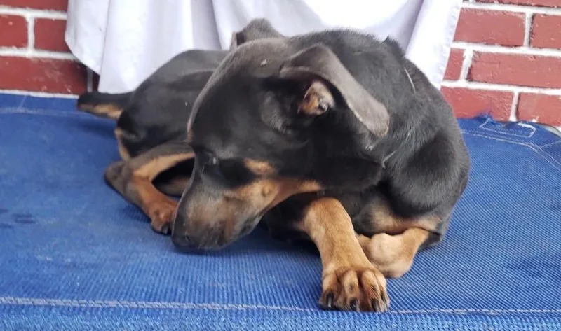 A young medium-sized male Doberman Pinscher dog named John Dwayne for adoption in Houston, TX