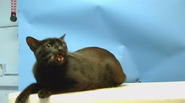 An adult medium-sized male Domestic Short Hair cat named Deae for adoption in Gardena, CA