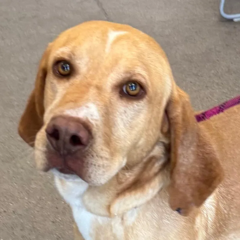 An adult medium-sized male Yellow / Tan / Blond / Fawn Mixed Breed dog named Wilbur for adoption in Las Cruces, NM