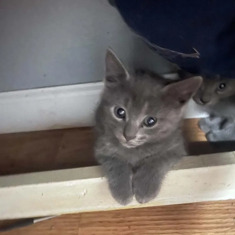 A baby small-sized female Russian Blue cat named Tera for adoption in mount vernon, AR