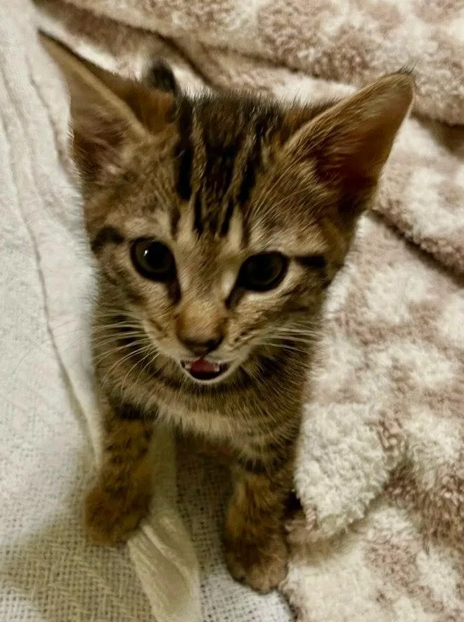 A baby small-sized male Domestic Short Hair cat named Beowulf for adoption in Sebastian, FL