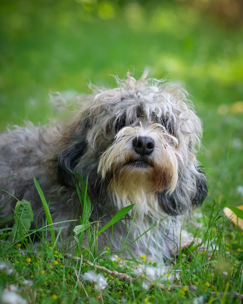 An adult small-sized male Gray / Blue / Silver Poodle dog named Gershwin for adoption in Bridgeport, CT